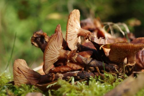 mushrooms forest ground