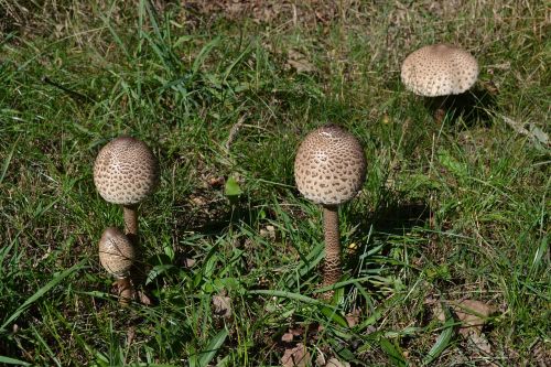 mushrooms summer nature