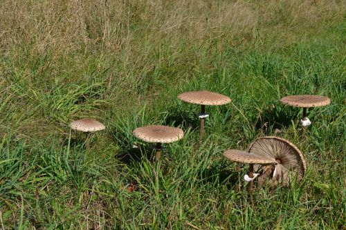 mushrooms summer nature