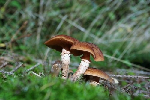 mushrooms forest edible