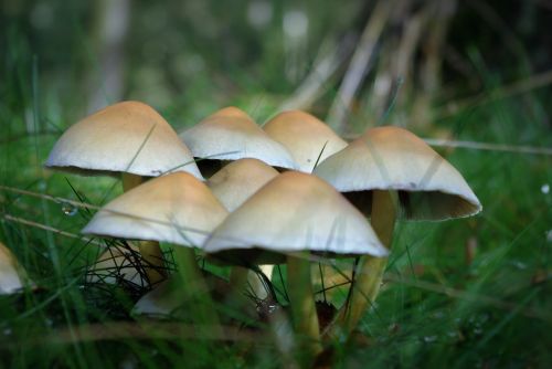mushrooms forest edible