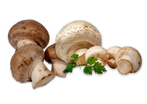 mushrooms white mushroom brown mushroom