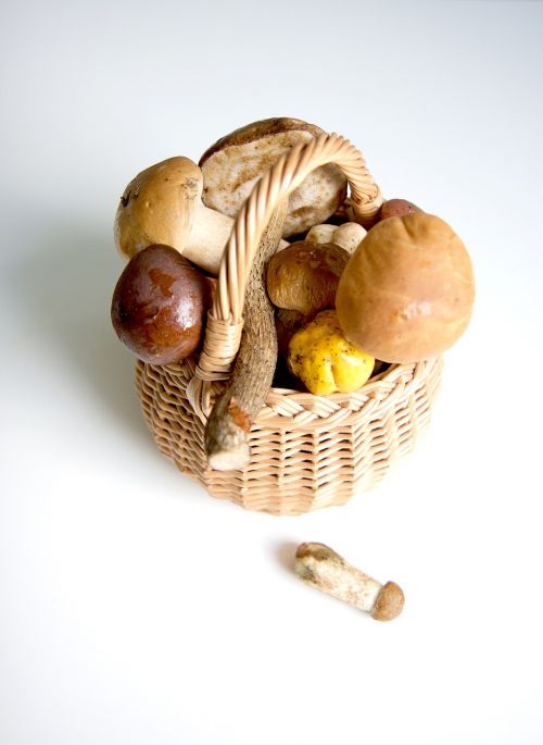 mushrooms still-life food