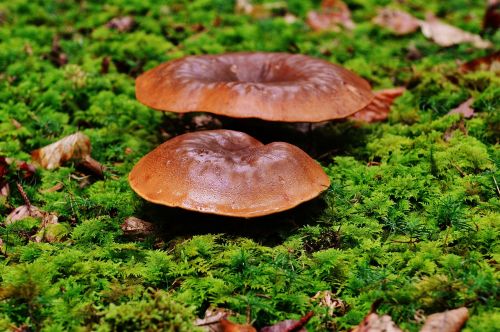 mushrooms forest nature