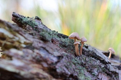 log mushrooms forest floor