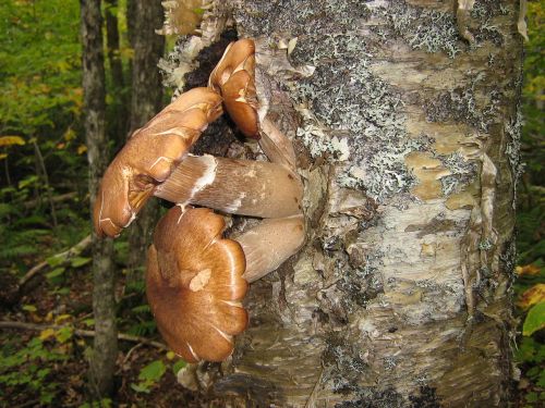mushrooms log forest
