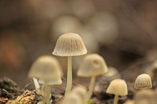 mushrooms forest nature