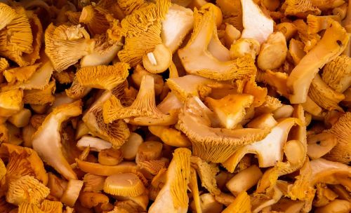 mushrooms food mushrooms mushroom