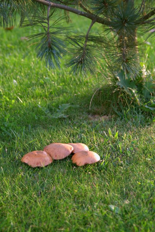 mushrooms meadow polyana