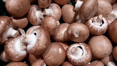 mushrooms mushroom root champignon