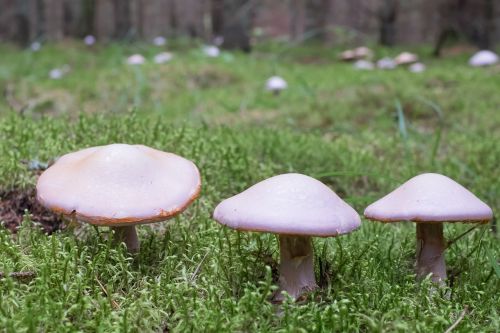 mushrooms forest three
