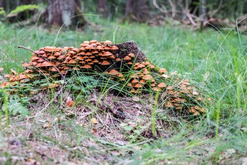 mushrooms forest trunk