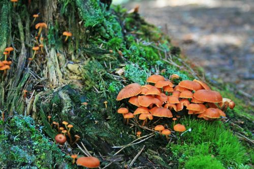 mushrooms tree trunk forest