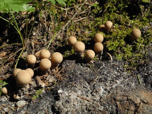 bowist mushrooms small