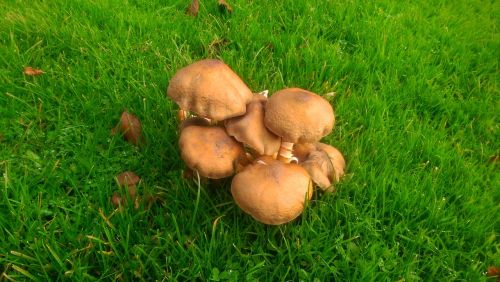 mushrooms nature brown