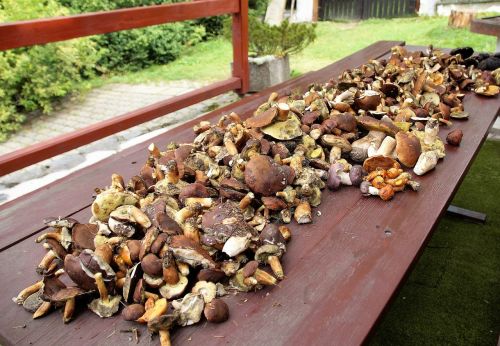 mushrooms mushroom picking cleaning sponges