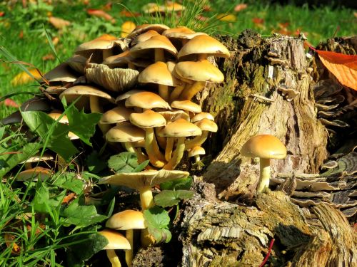 mushrooms tree stump autumn