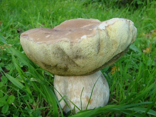 mushrooms autumn white mushroom