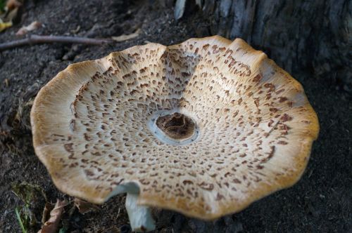 mushrooms forest tree fungus
