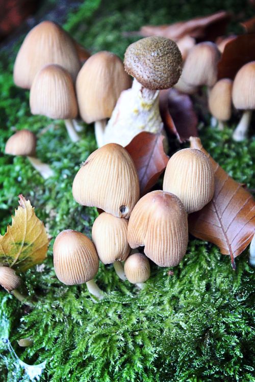 mushrooms forest nature