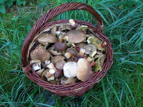 mushrooms forest basket of mushrooms