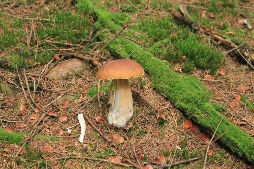 mushrooms litter moss