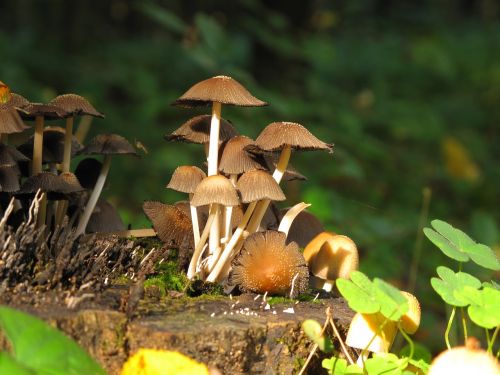 mushrooms forest konar