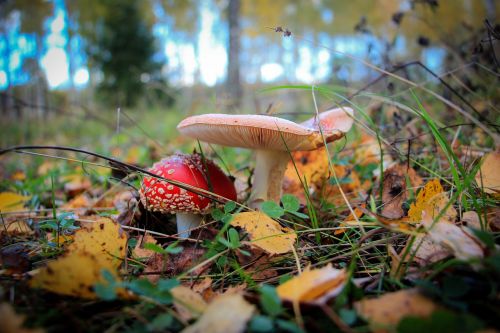 mushrooms amanita forest