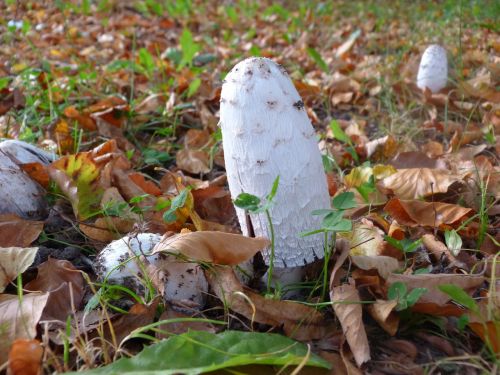 mushrooms nature forest