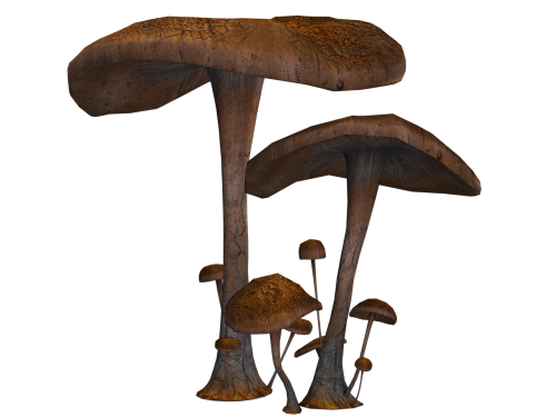 mushrooms fantasy digital art