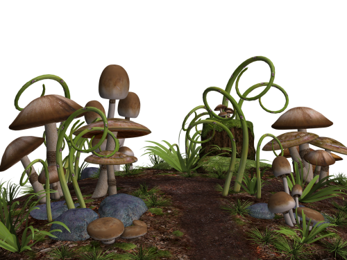mushrooms mushroom landscape stones