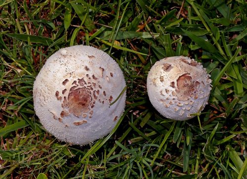 mushrooms fungi lawn