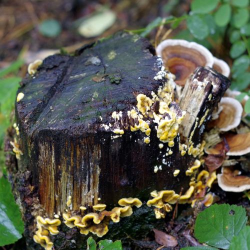 mushrooms lichens colorful