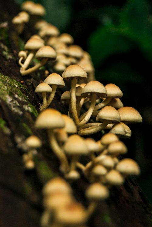mushrooms natura nature