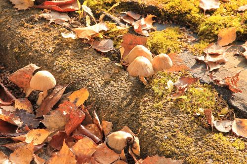 mushrooms moss leaves