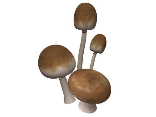 mushrooms brown autumn