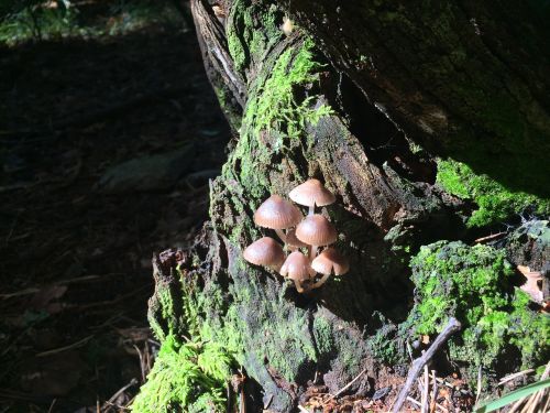 mushrooms underwood autumn