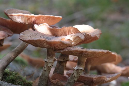 mushrooms autumn nature