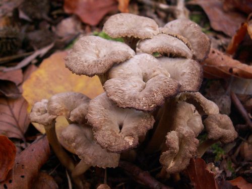 mushrooms autumn forest