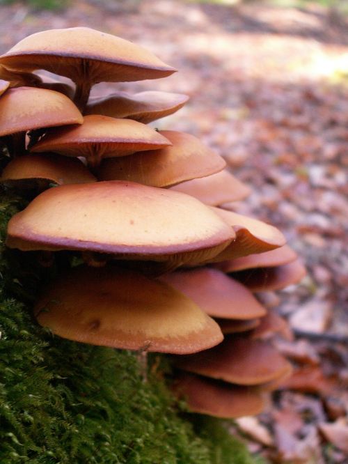 mushrooms forest autumn