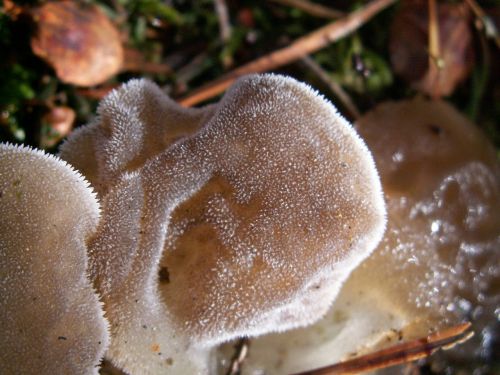 mushrooms forest autumn