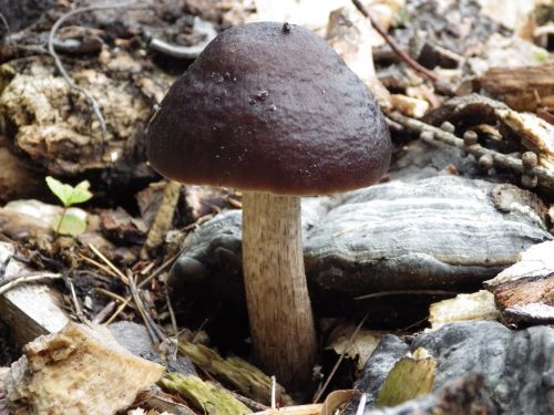 mushrooms leccinum scabrum forest