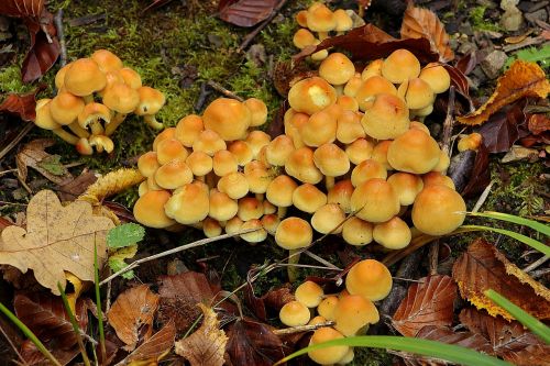mushrooms forest mushrooms forest
