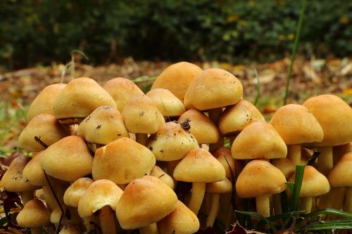 mushrooms forest mushrooms schwammerln