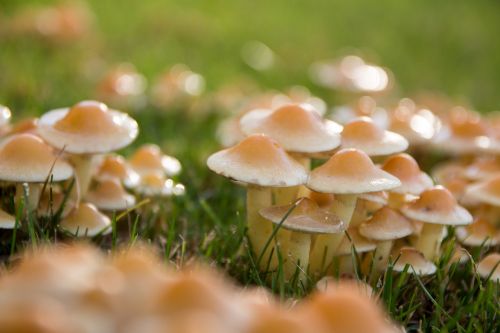 mushrooms meadow autumn