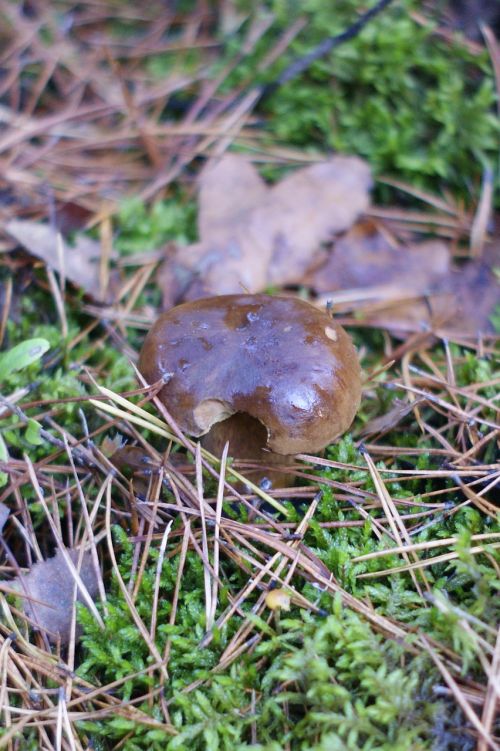 mushrooms forest trees