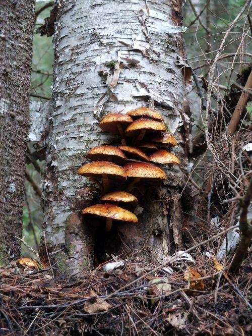 mushrooms am forest