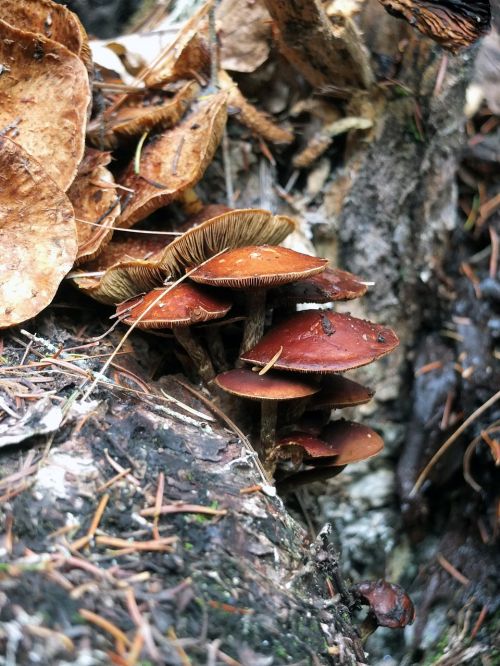 mushrooms shrimp forest