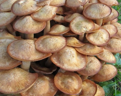 mushrooms fungii forest