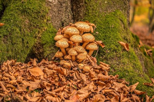 mushrooms sparriger mushroom pholiota squarrosa